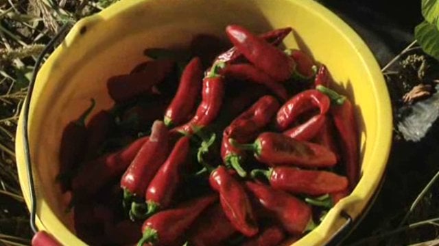 piment doux des cevennes